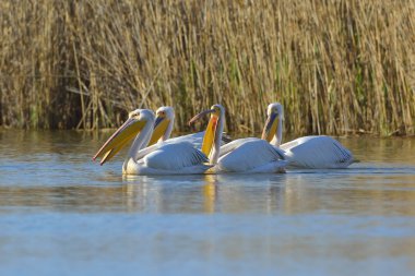 Pelikan (pelecanus onocrotalus doğal ortamlarında)