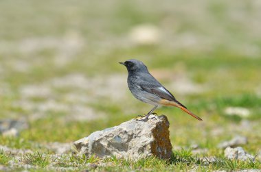 siyah kırmızı başlangıç (Phoenicurus ochruros)