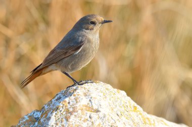 Kara kızılkuyruk - phoenicurus ochruros