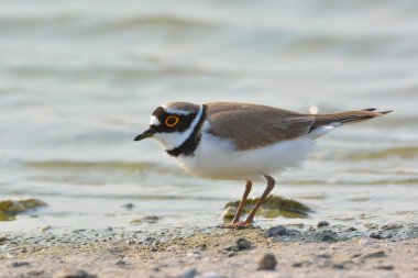 küçük halkalı yağmurkuşu (charadrius dubius)