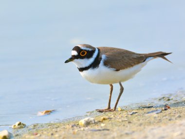 küçük halkalı yağmurkuşu (charadrius dubius)