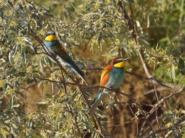 Avrupa arı kuşugiller-arı kuşu apiaster