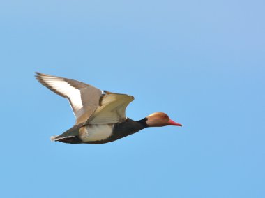 Kırmızı ibikli Pochard (Netta rufina)