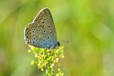 Kelebek açık (polyommatus icarus)