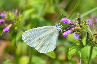 güzel beyaz kelebek (leptidea sinapis)