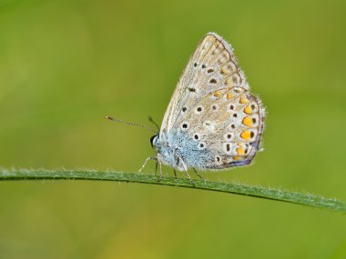 Kelebek açık (polyommatus icarus)