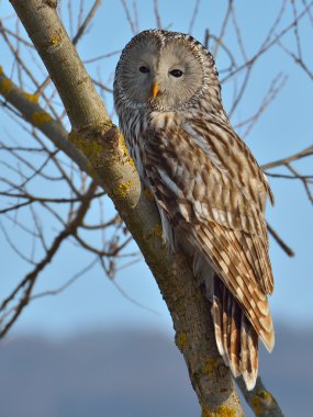 Ural baykuş (Strix uralensis)