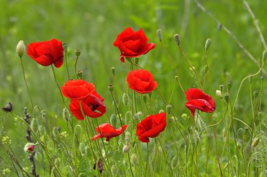 alan bahar üzerinde kırmızı haşhaş