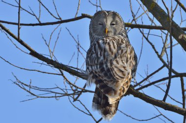 Ural baykuş (strix uralensis doğal ortamlarında)
