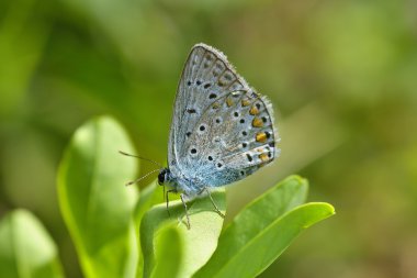 Mavi kelebek açık (polyommatus icarus)