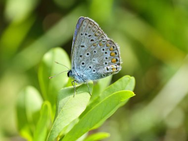 Mavi kelebek açık (polyommatus icarus)