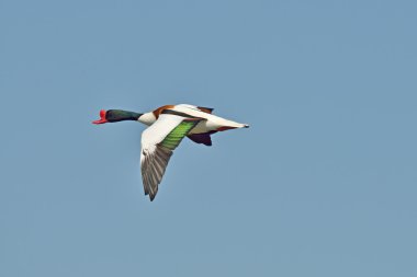 ortak shelduck - tadorna tadorna