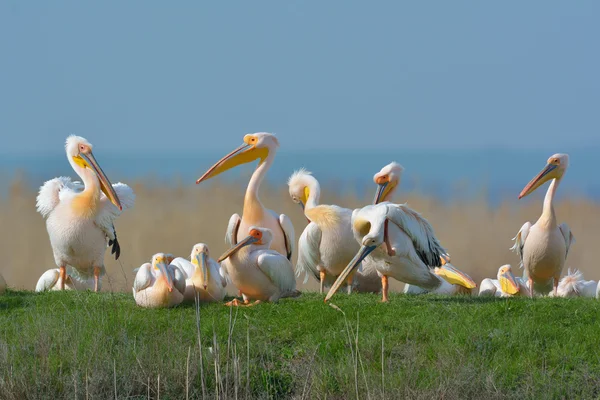 Pelicans — Stock Photo, Image