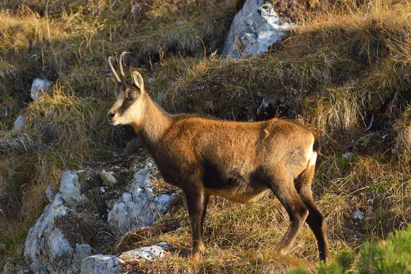 Kozica (Rupicapra rupicapra) — Zdjęcie stockowe