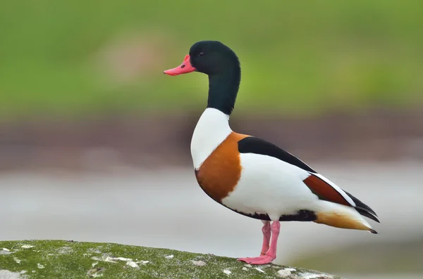 Shelduck comum - tadorna tadorna — Fotografia de Stock