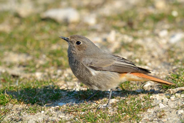 까만 redstart-phoenicurus ochruros — 스톡 사진