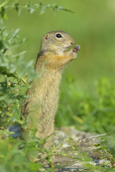 Esquilo terrestre europeu (Spermophilus citellus ) — Fotografia de Stock