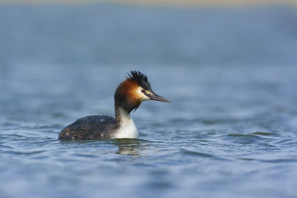 Water vogels op het meer (podiceps cristatus) — Stockfoto