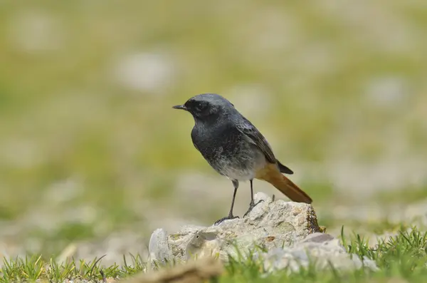 Black redstart (phoenicurus ochruros) — Stock Photo, Image