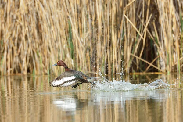 Ferruginous 오리 (aythya nyroca) — 스톡 사진