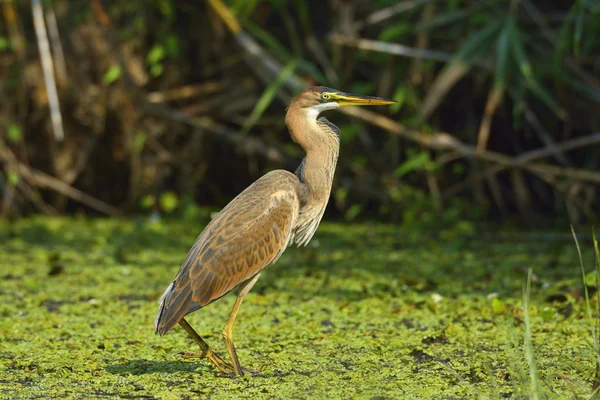 Purple heron — Stock Photo, Image