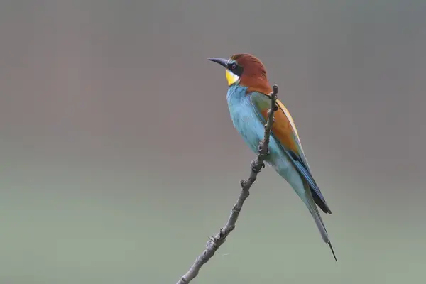 Comedor de abelhas europeu - Merops apiaster — Fotografia de Stock