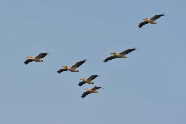 Great White Pelicans — Stock Photo, Image