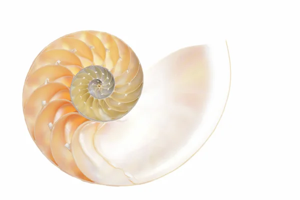 Nautilus-Schale — Stockfoto