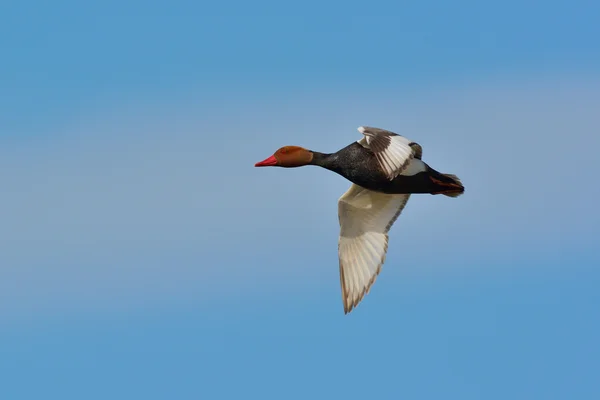 Pochard cu creastă roșie (Netta Rufina ) — Fotografie, imagine de stoc