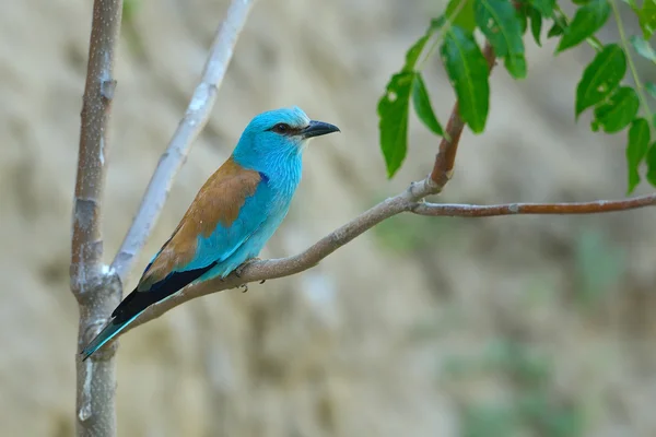 ニシブッポウソウ (coracias garrulus) — ストック写真