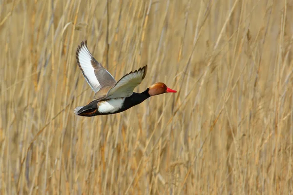 Kırmızı ibikli Pochard (Netta rufina) — Stok fotoğraf