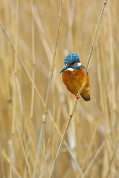 Kingfisher (Alcedo burada) — Stok fotoğraf