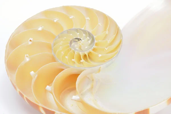 Nautilus kabuğu