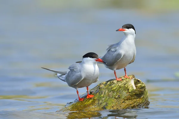 Common Tern in natural habitat (sterna hirundo) — Stock Photo, Image