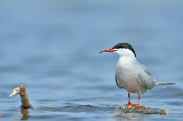 Общий Tern в естественной среде обитания (sterna hirundo ) — стоковое фото