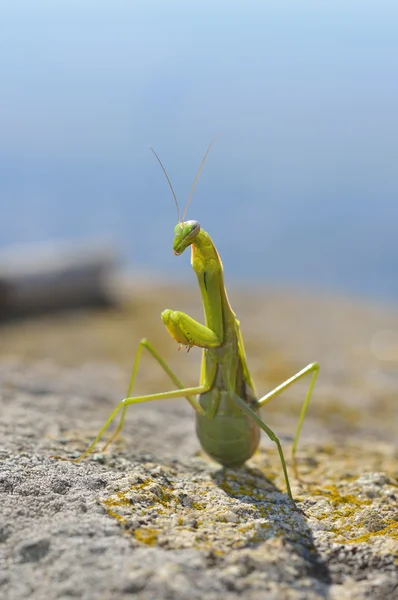 カマキリ湯通し — ストック写真