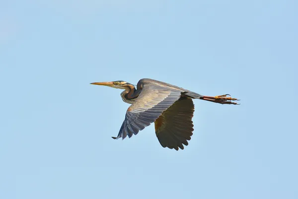 Purple heron — Stock Photo, Image