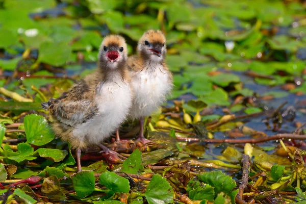 Common Tern in natural habitat (sterna hirundo) — Stock Photo, Image