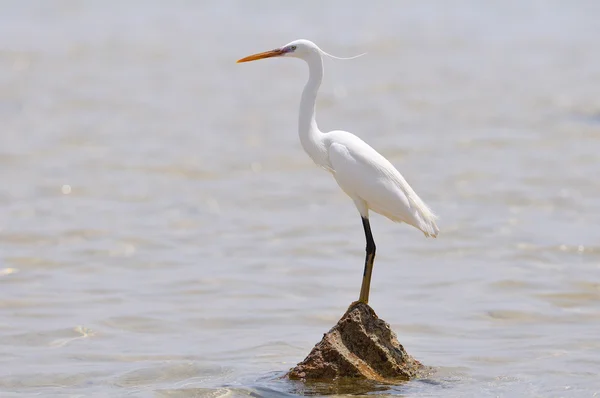 Little egret — Stock Photo, Image