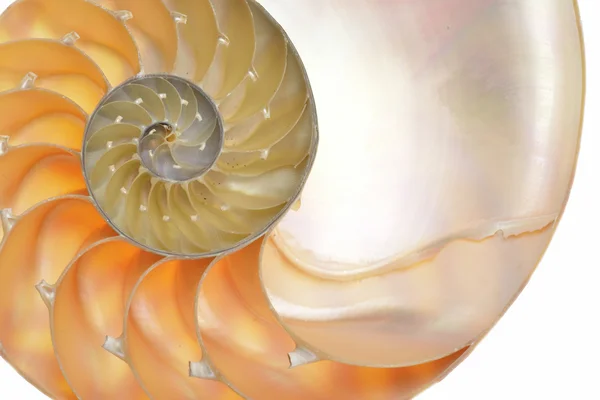 Nautilus kabuğu