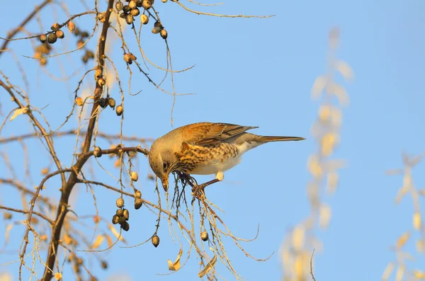 Pilaris (turdus pilaris) — Fotografia de Stock