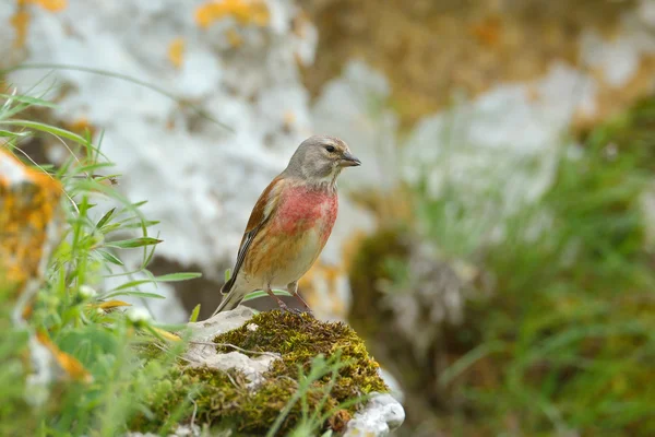 Linnet macho (Carduelis cannabina ) — Fotografia de Stock