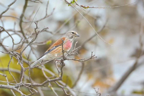 붉은 가슴 방울 새 남성 (Carduelis cannabina) — 스톡 사진