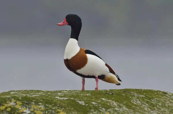 Shelduck comum - tadorna tadorna — Fotografia de Stock