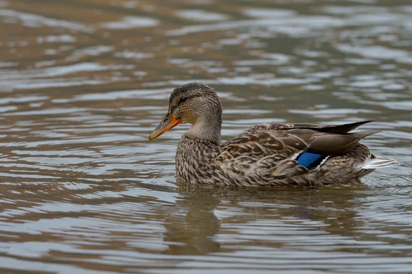 Duck on the lake — Stock Photo, Image