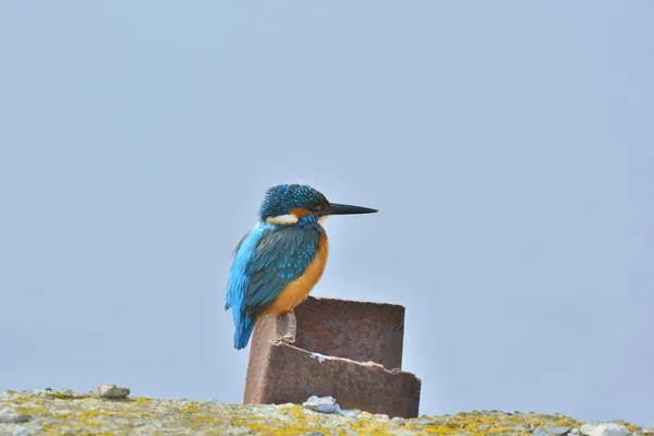 Kingfisher (Alcedo burada) — Stok fotoğraf