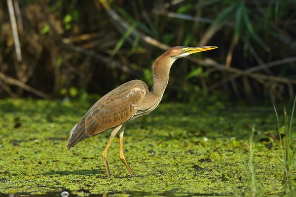 Purple heron — Stock Photo, Image