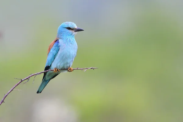 ニシブッポウソウ (coracias garrulus) — ストック写真