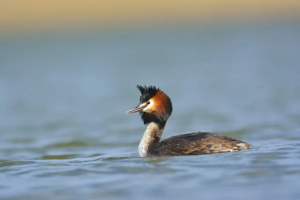 Oiseau aquatique sur le lac (podiceps cristatus) ) — Photo