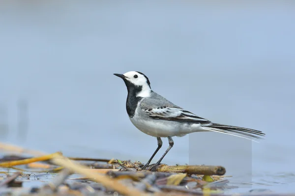 Wagtail blanco - motacilla alba —  Fotos de Stock